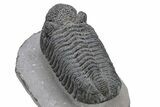 Large, Prone Drotops Trilobite - Mrakib, Morocco #235801-4